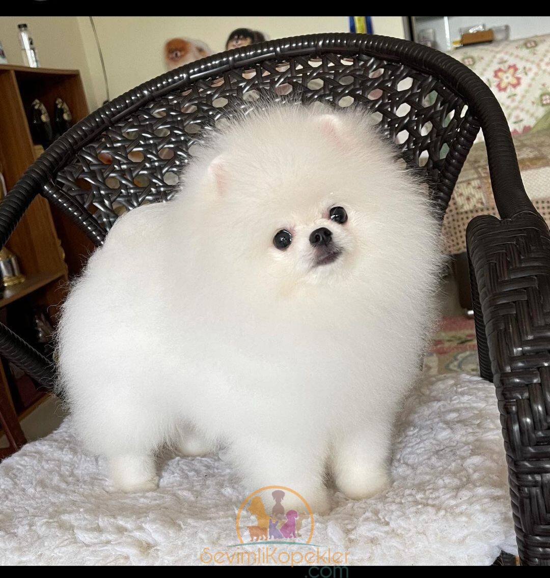 satılık Pomeranian üçüncü fotoğrafı