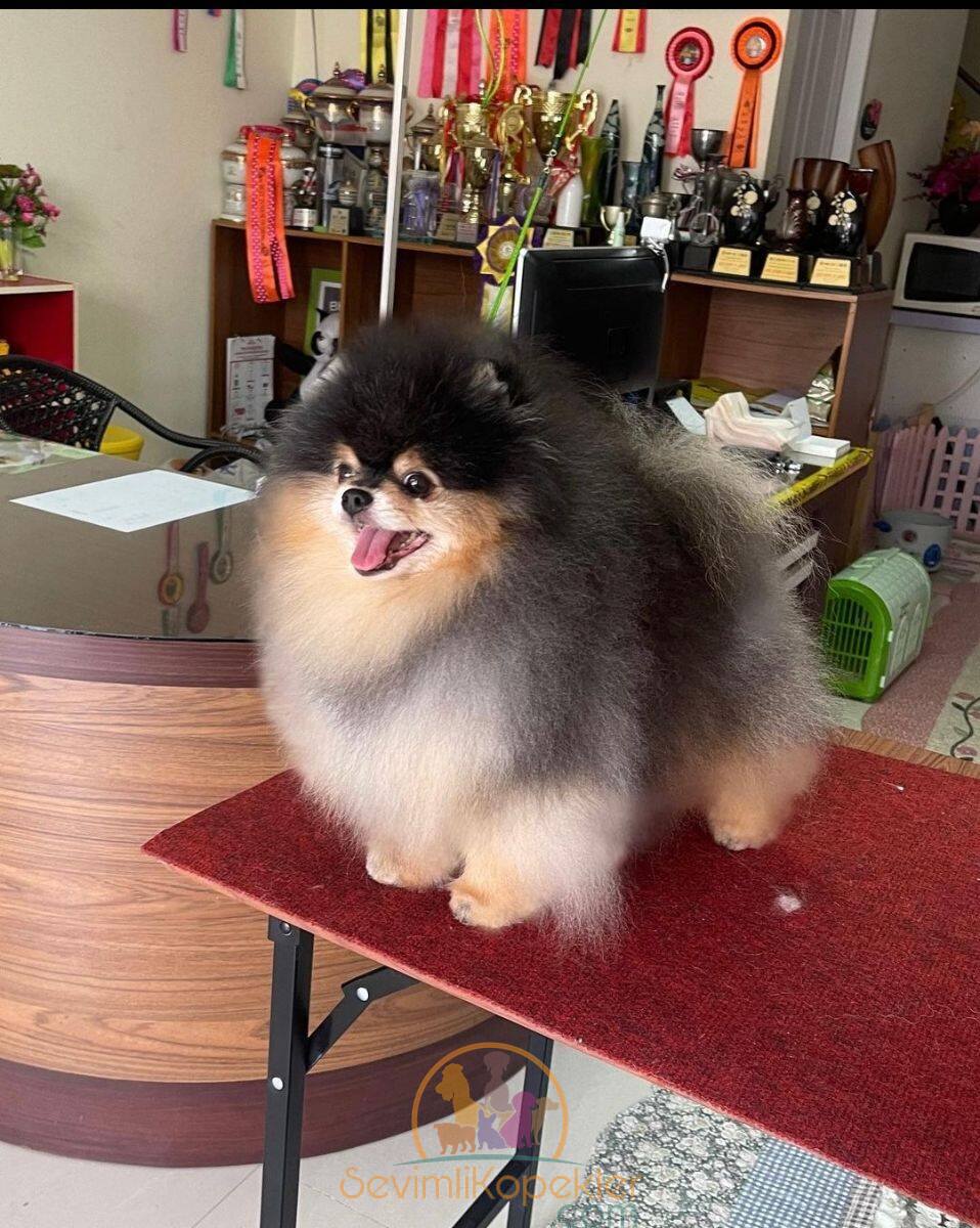 satılık Pomeranian üçüncü fotoğrafı