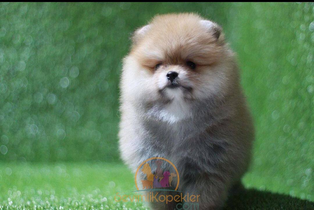 satılık Pomeranian fiyatı