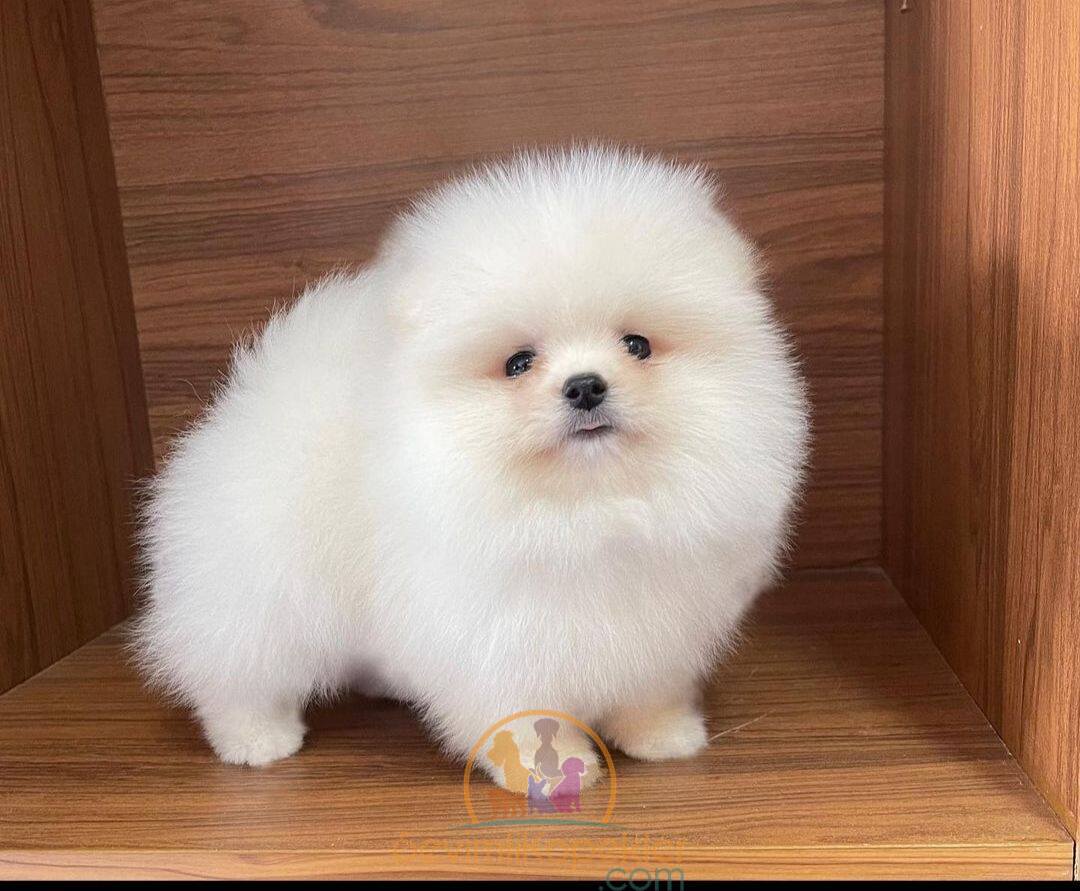 satılık Pomeranian ikinci fotoğrafı