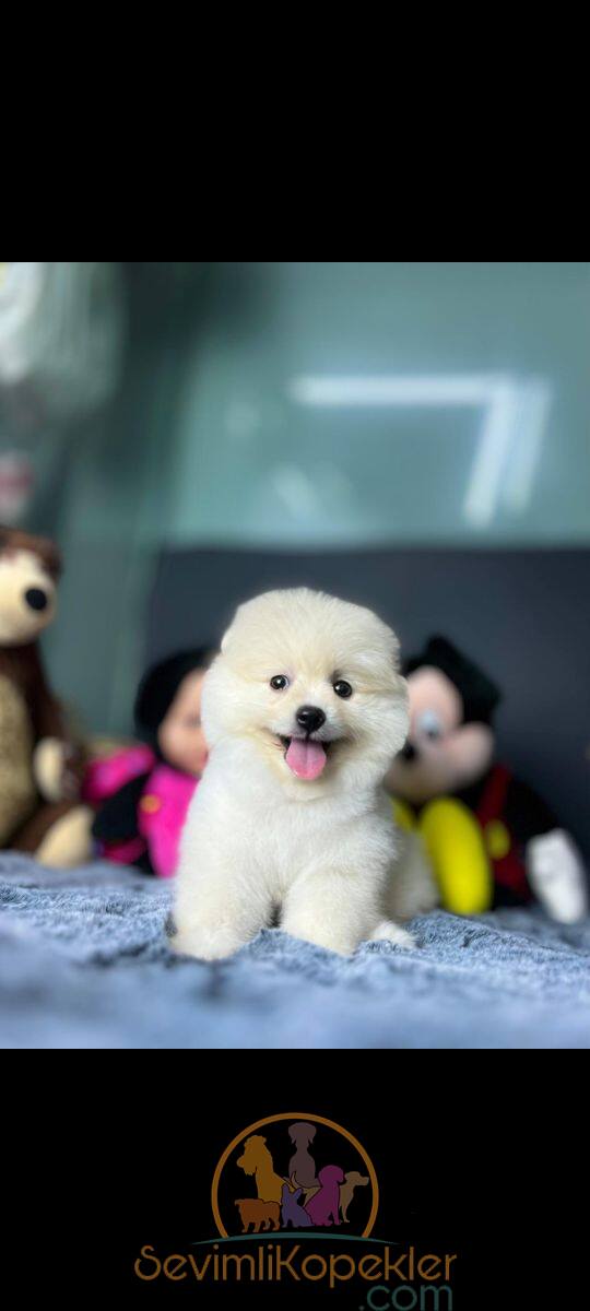 satılık Pomeranian ikinci fotoğrafı