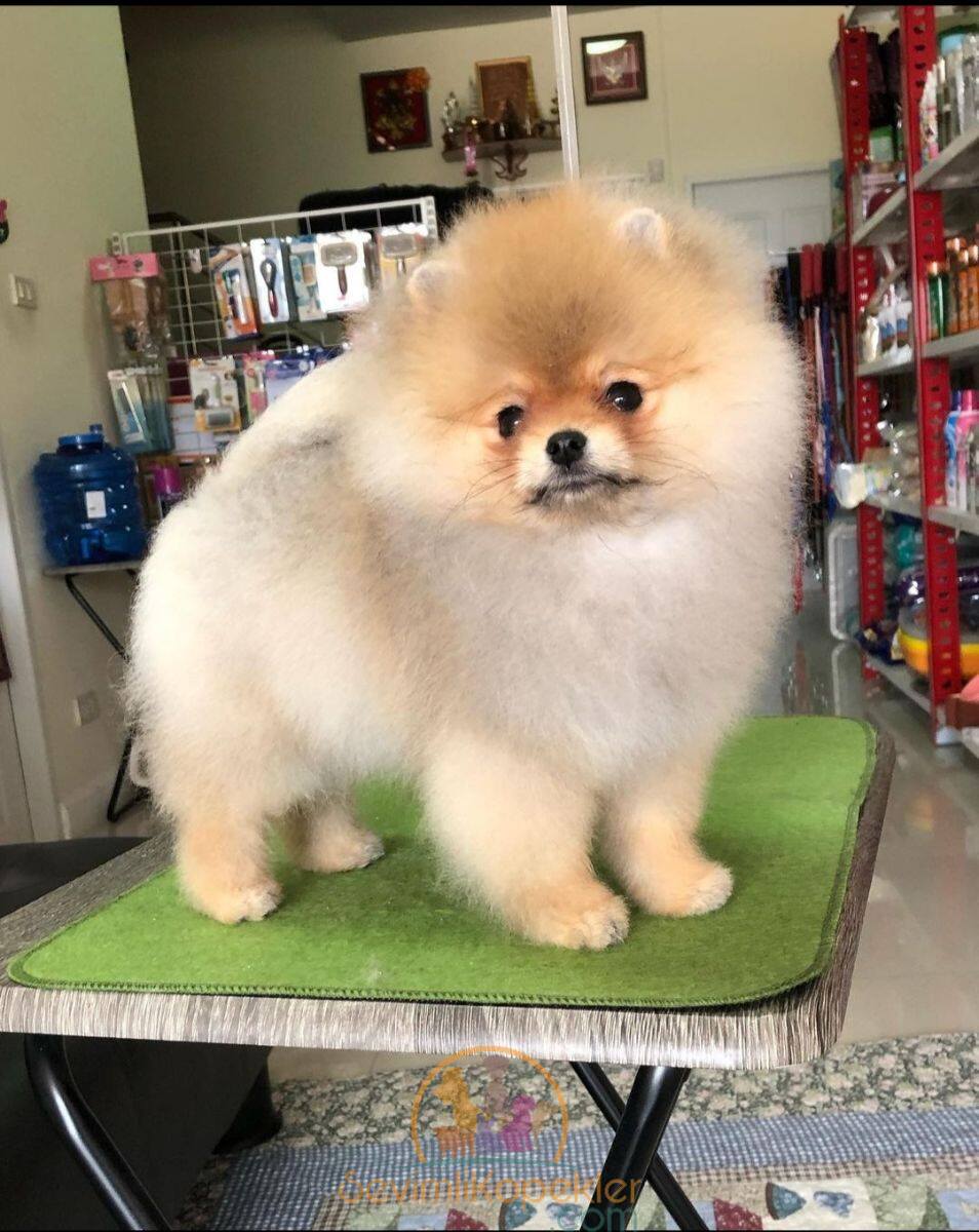 satılık Pomeranian üçüncü fotoğrafı