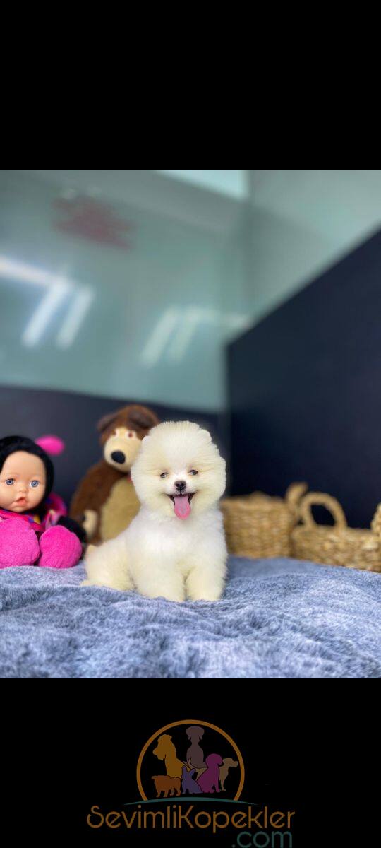 satılık Pomeranian ikinci fotoğrafı