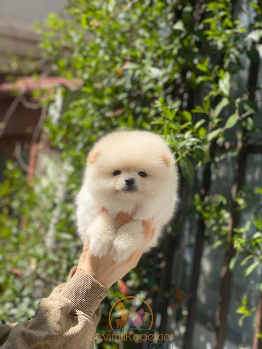 satılık Pomeranian ikinci fotoğrafı