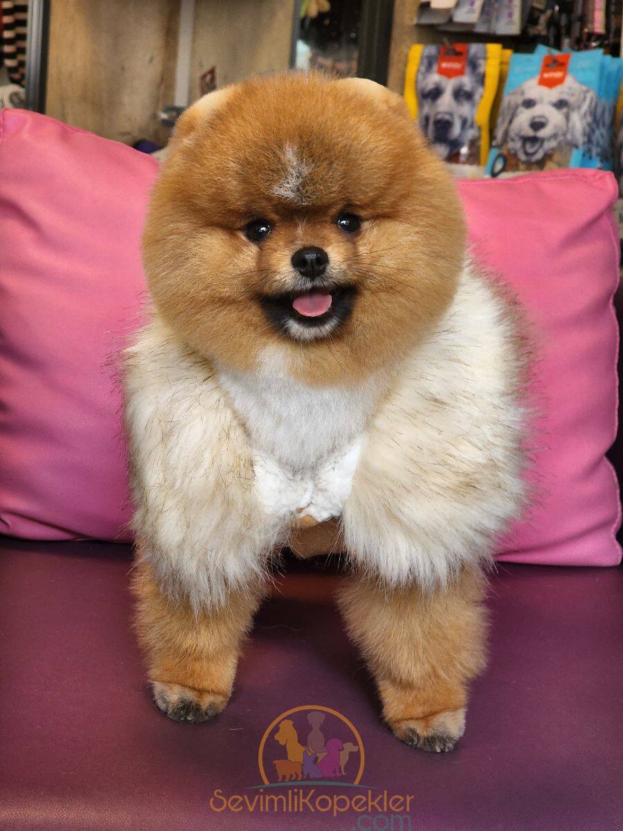 satılık Pomeranian üçüncü fotoğrafı