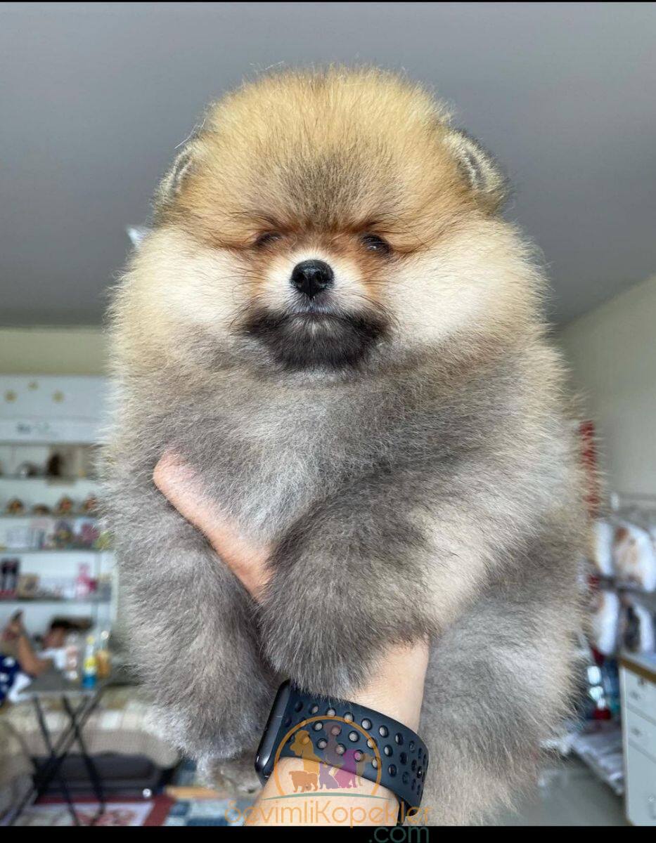 satılık Pomeranian ikinci fotoğrafı