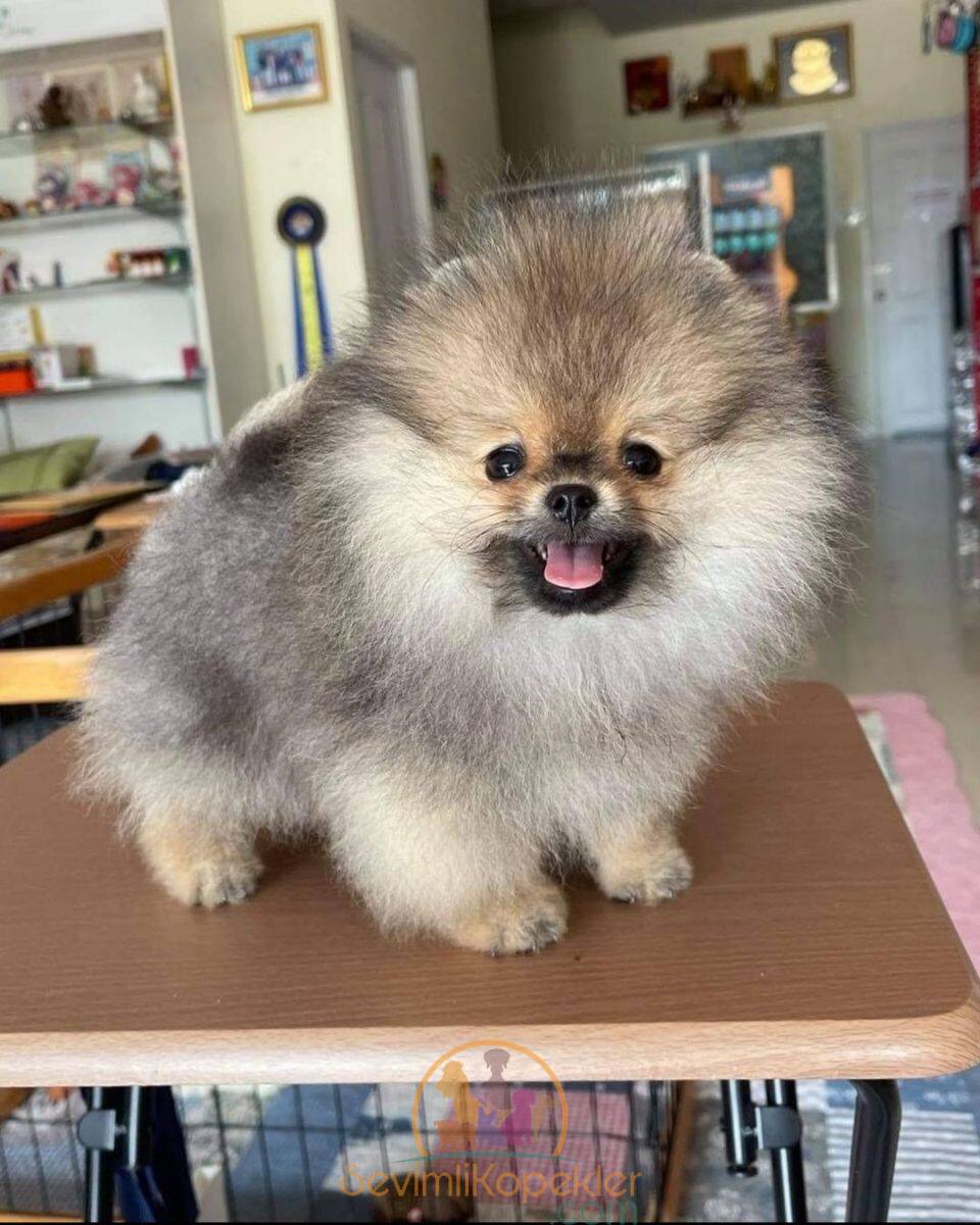 satılık Pomeranian ikinci fotoğrafı