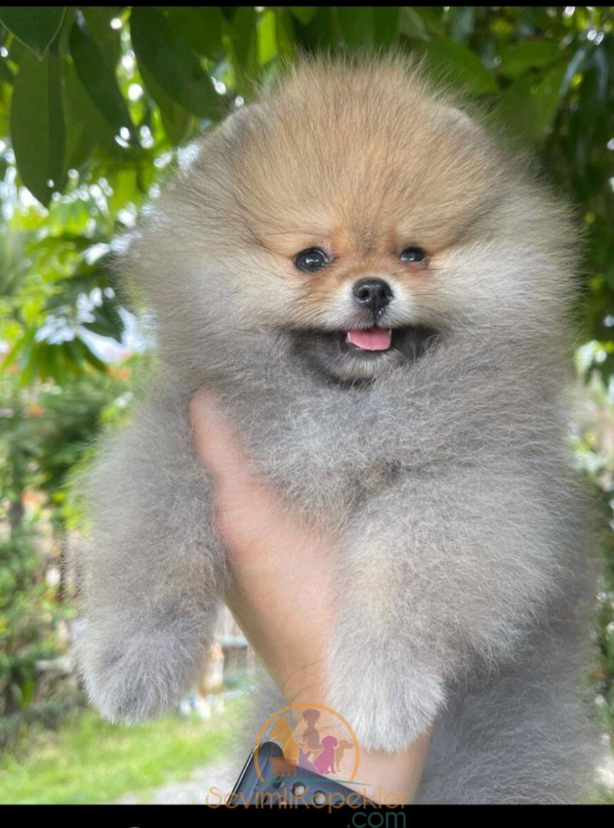 satılık Pomeranian dördüncü fotoğrafı