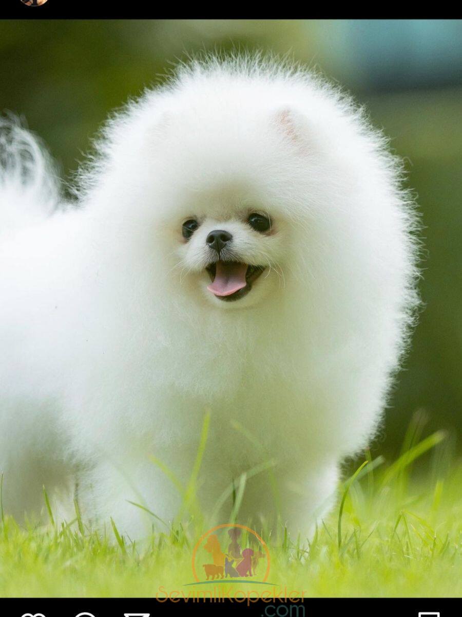 satılık Pomeranian ikinci fotoğrafı