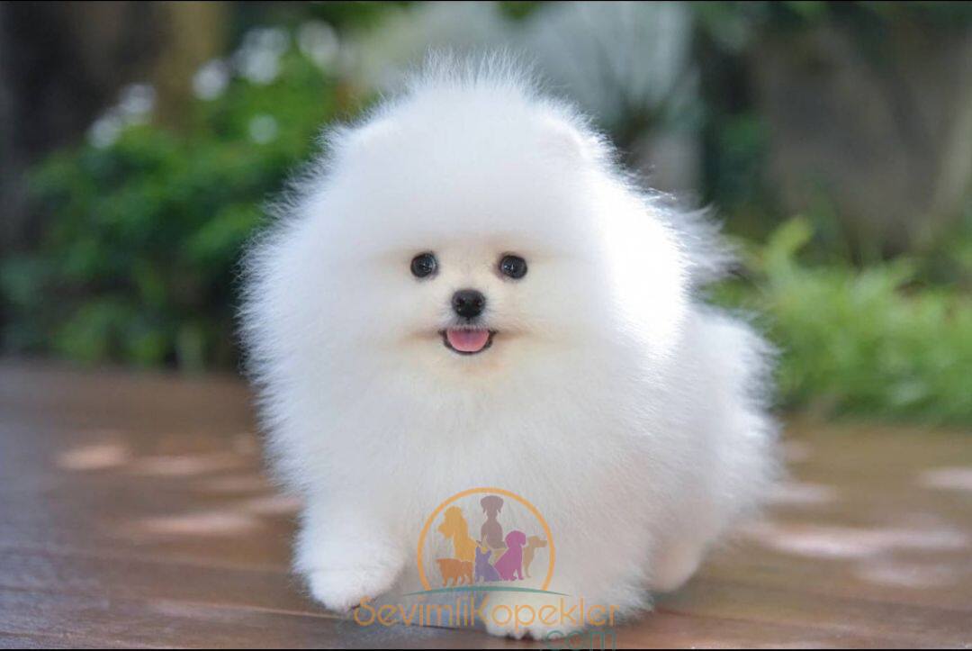 satılık Pomeranian üçüncü fotoğrafı