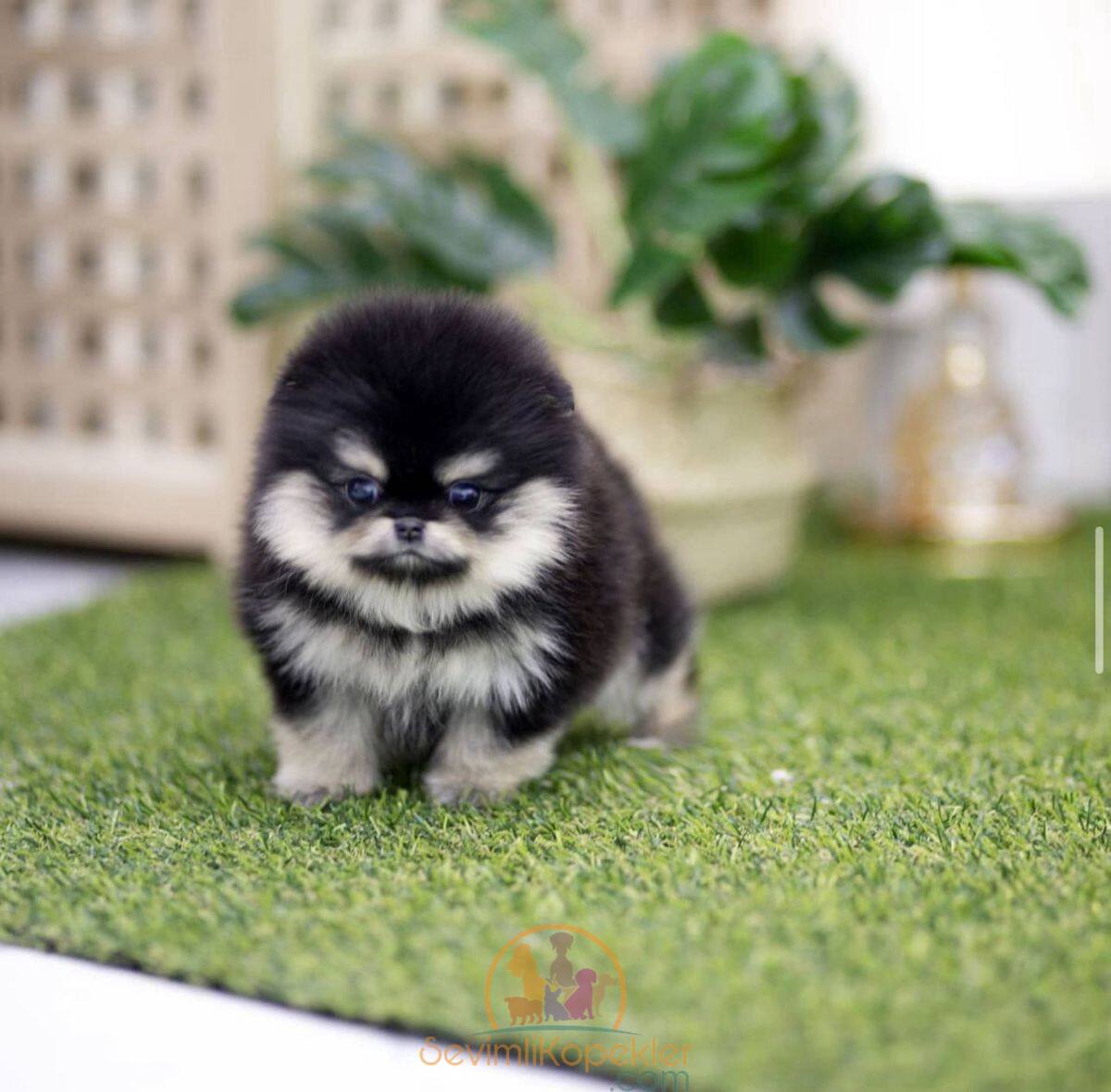 satılık Pomeranian ikinci fotoğrafı