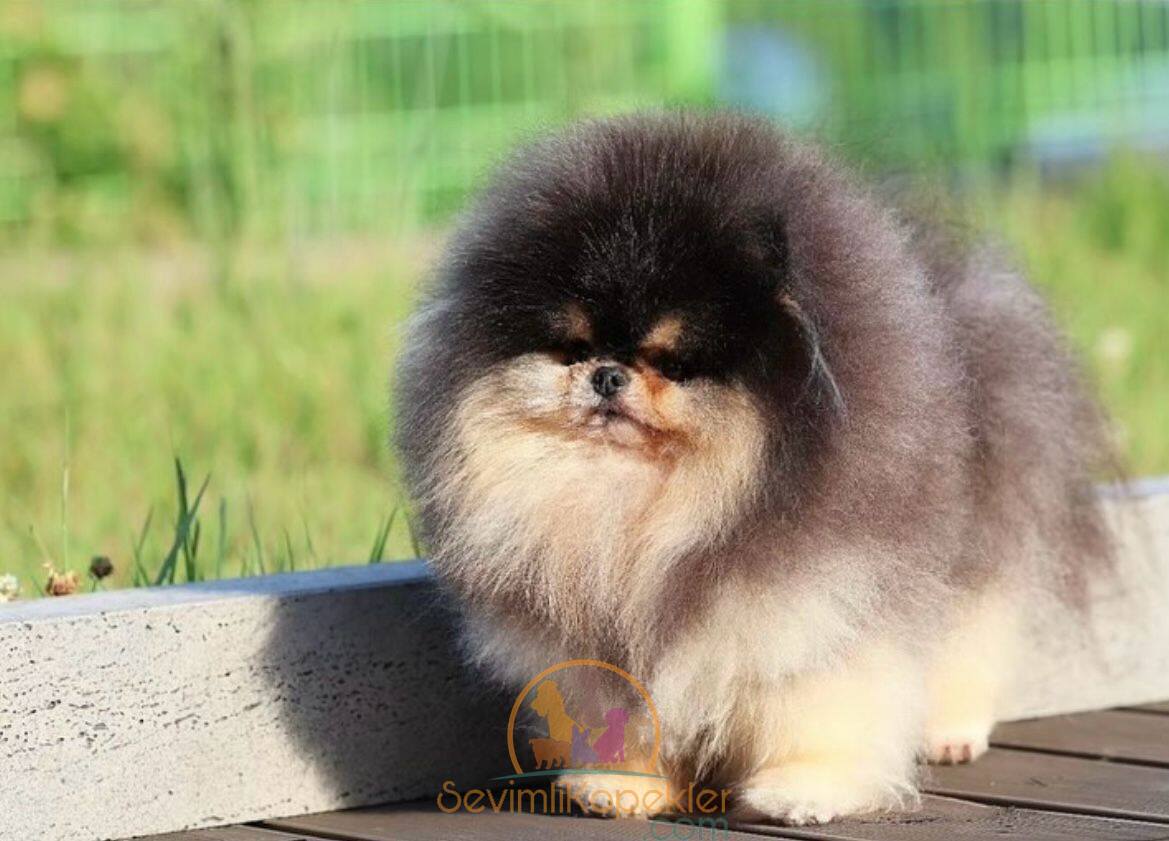 satılık Pomeranian üçüncü fotoğrafı