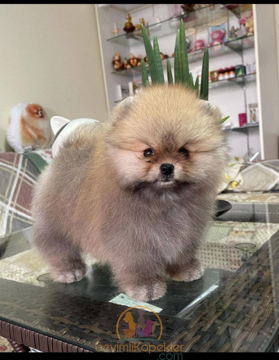 satılık Pomeranian ikinci fotoğrafı