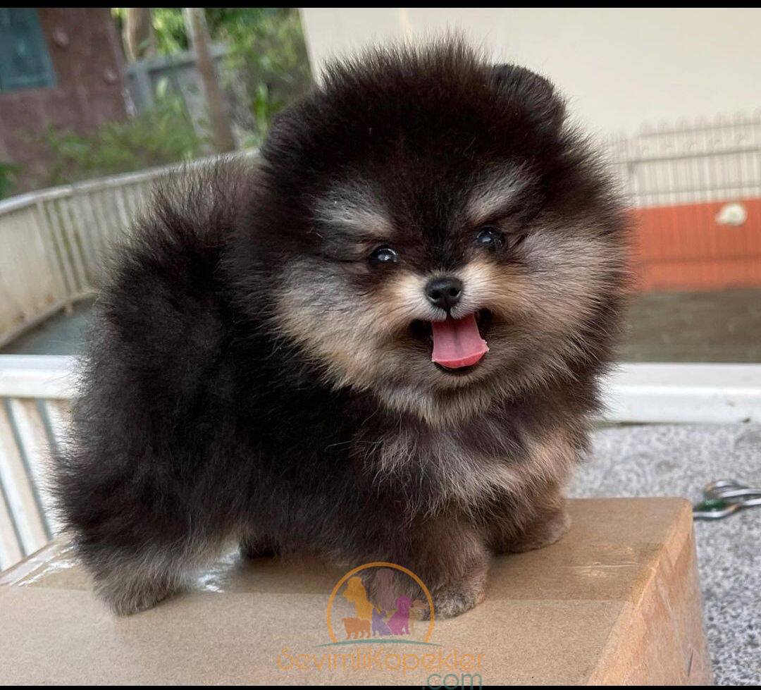 satılık Pomeranian ikinci fotoğrafı