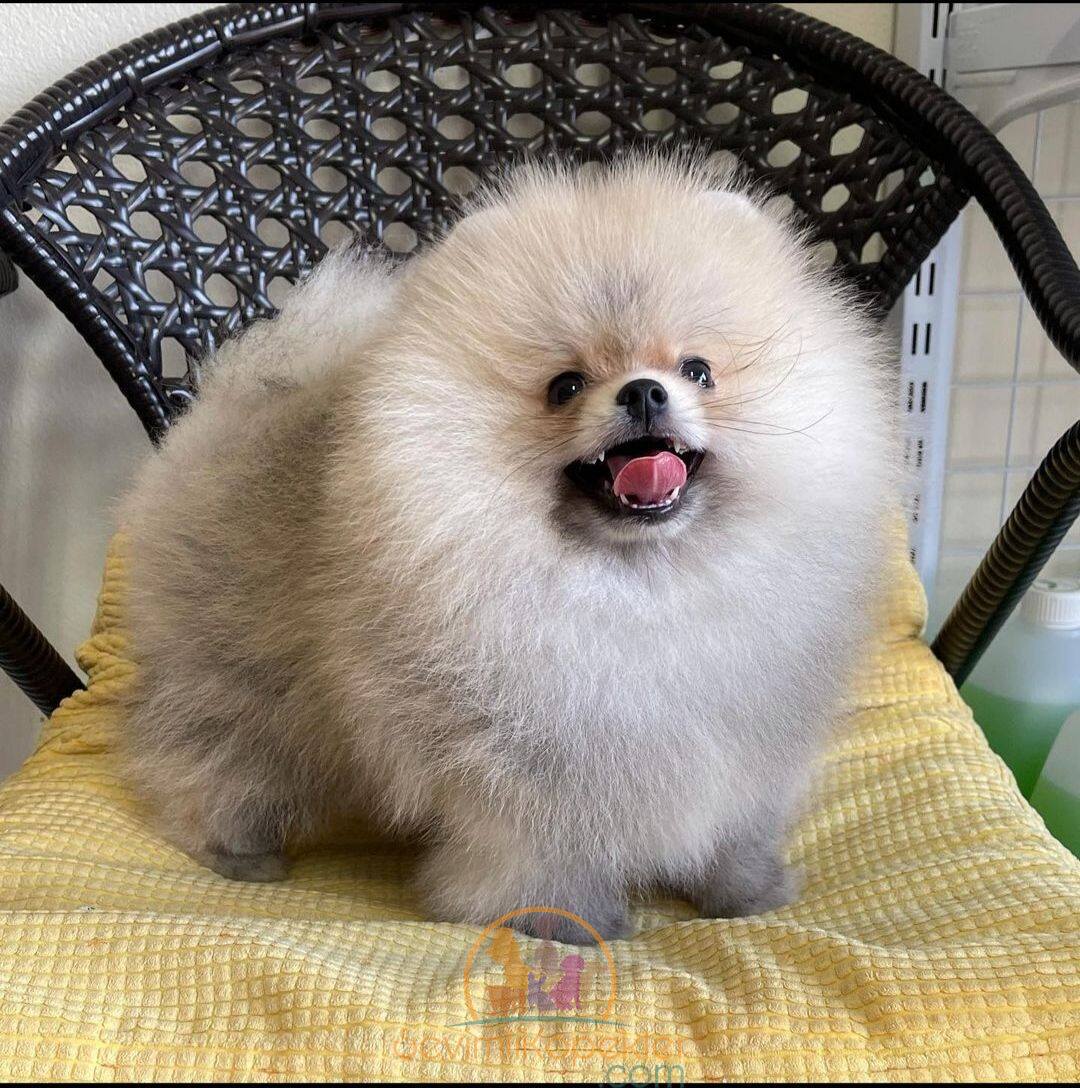 satılık Pomeranian ikinci fotoğrafı