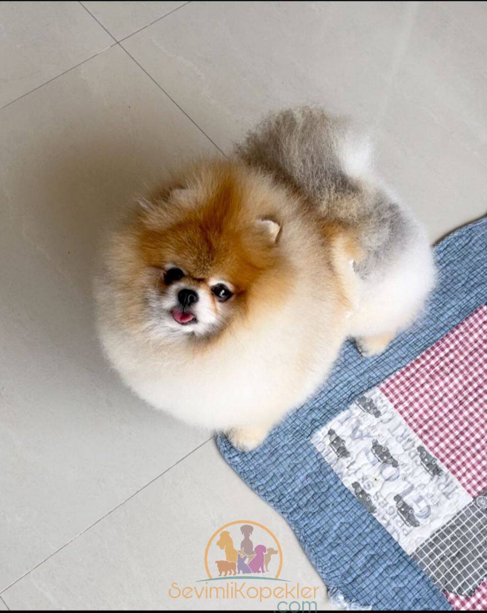 satılık Pomeranian fiyatı