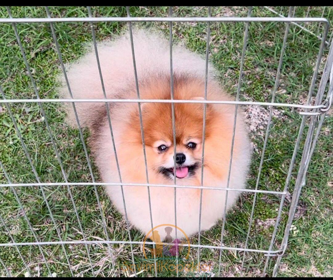 satılık Pomeranian ikinci fotoğrafı