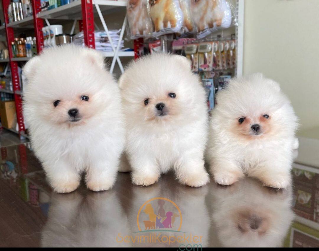 satılık Pomeranian ikinci fotoğrafı