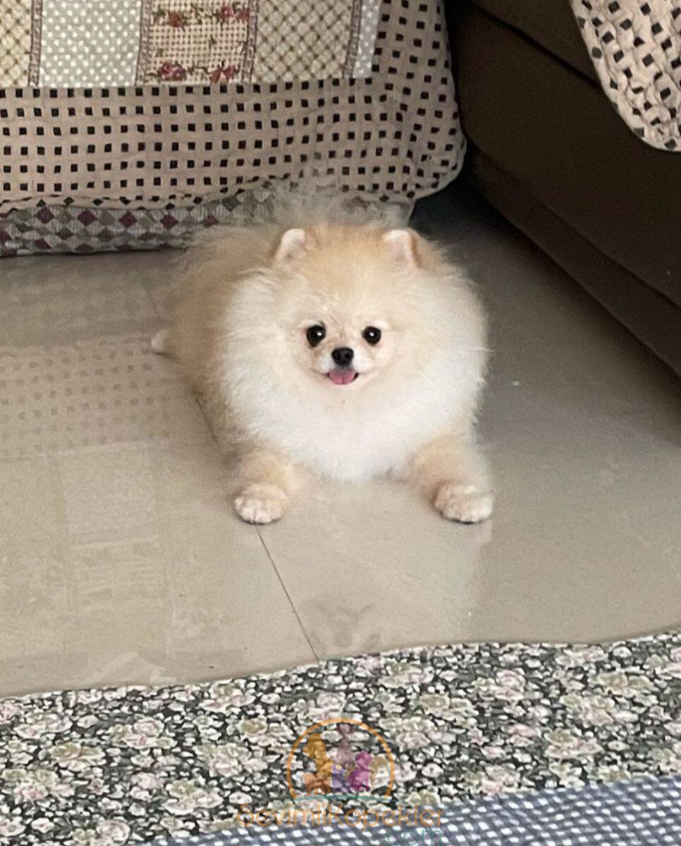 satılık Pomeranian fiyatı