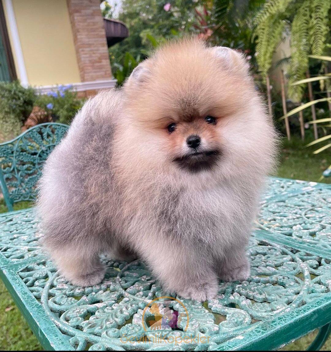 satılık Pomeranian ikinci fotoğrafı