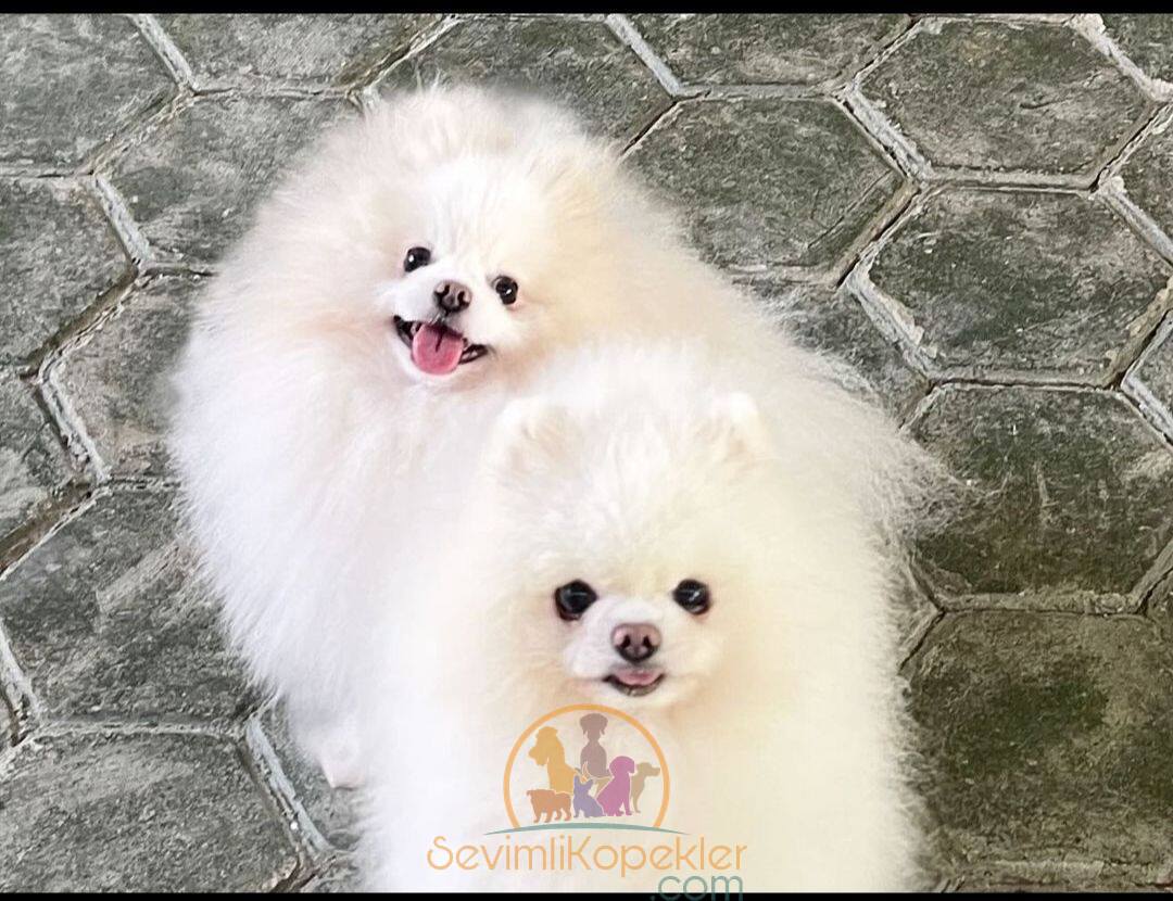 satılık Pomeranian ikinci fotoğrafı