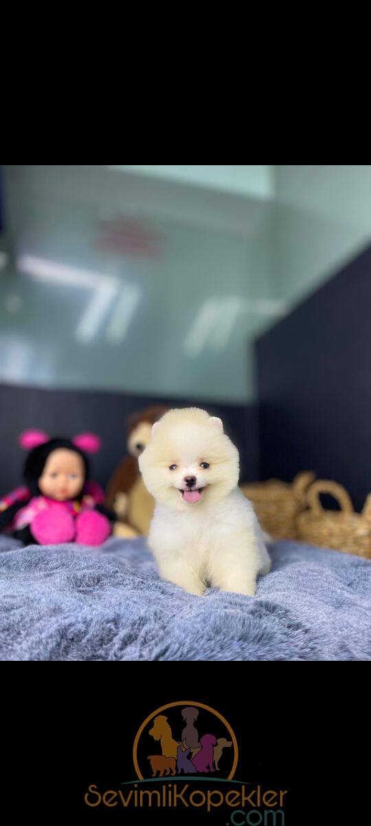 satılık Pomeranian ikinci fotoğrafı