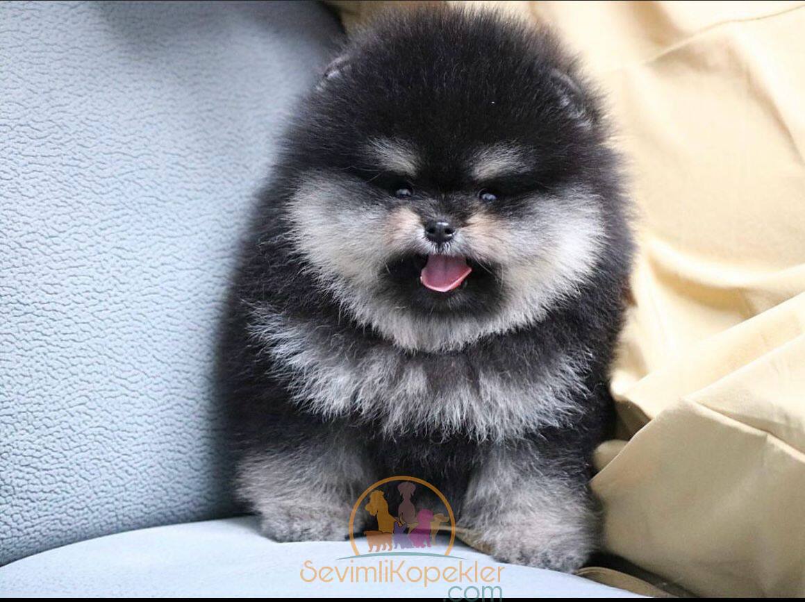 satılık Pomeranian ikinci fotoğrafı