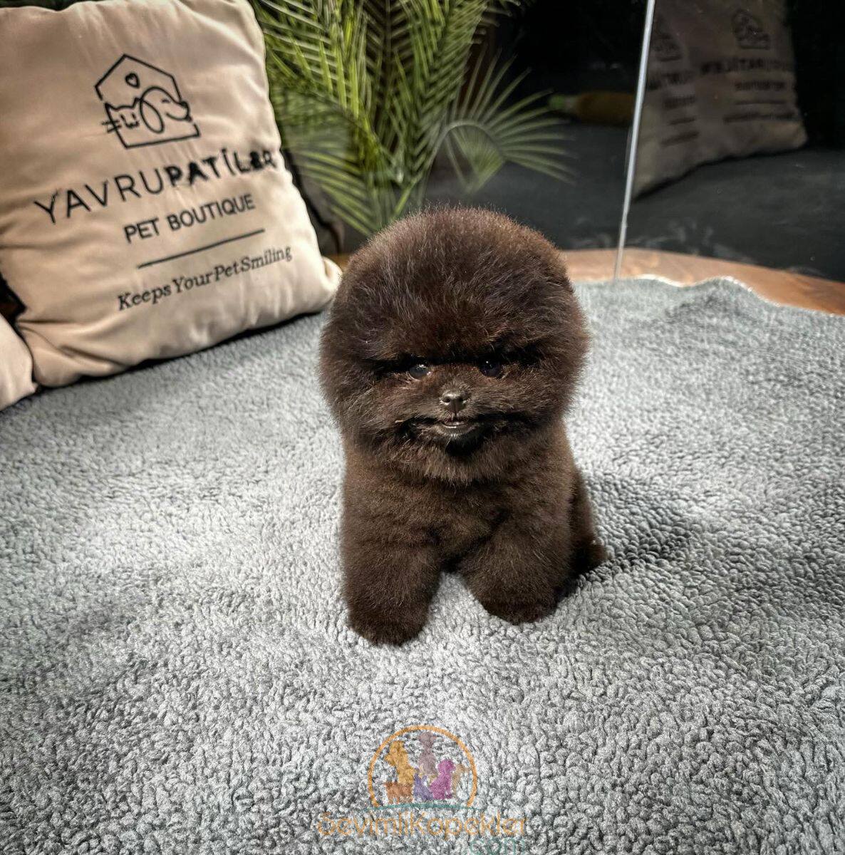 satılık Pomeranian ikinci fotoğrafı