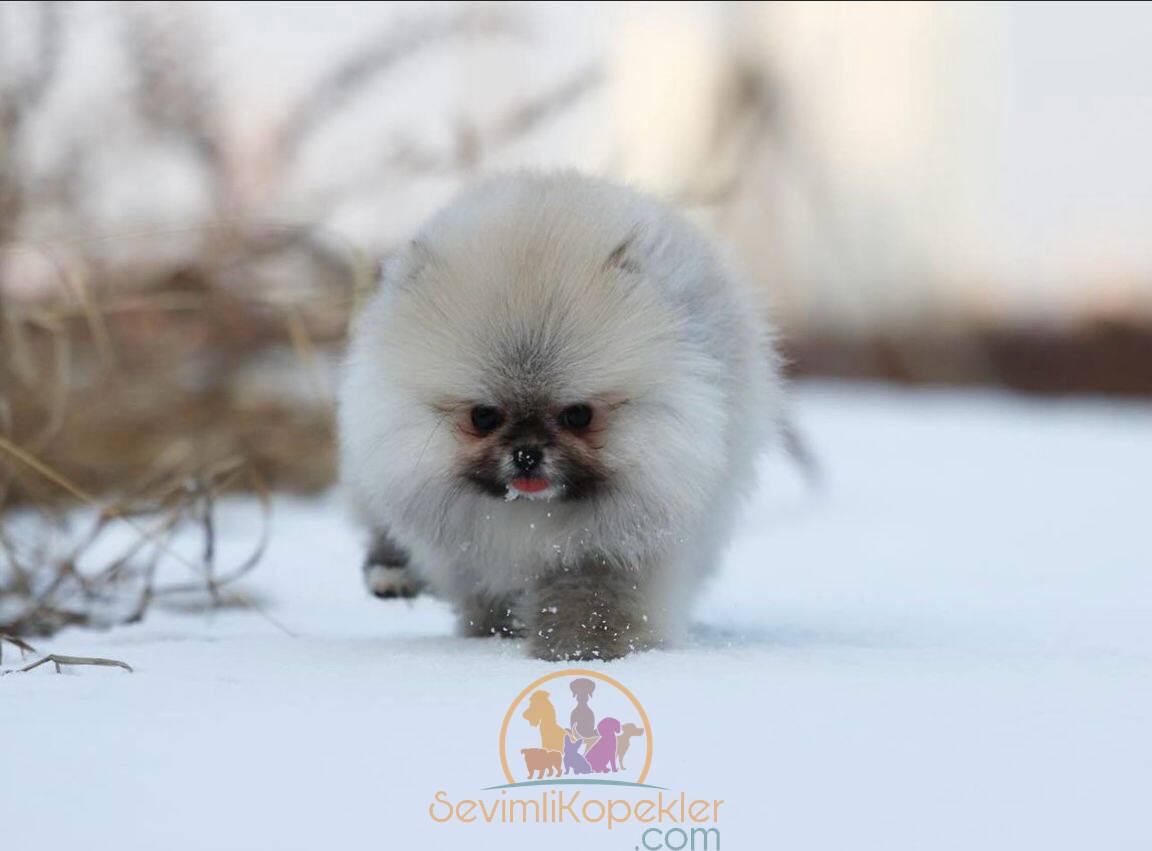 satılık Pomeranian ikinci fotoğrafı