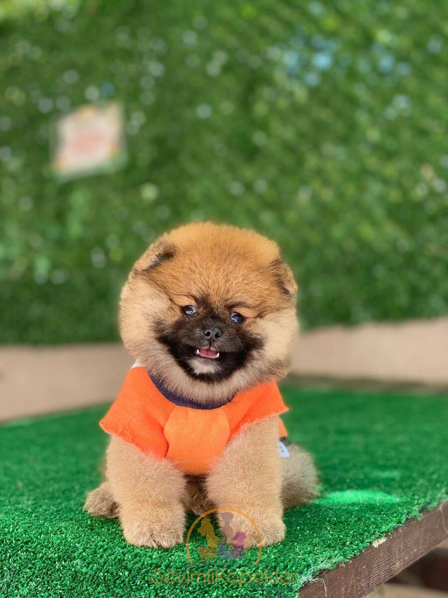 satılık Pomeranian ikinci fotoğrafı