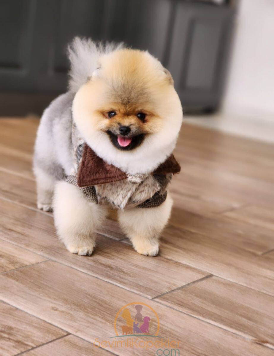 satılık Pomeranian fiyatı