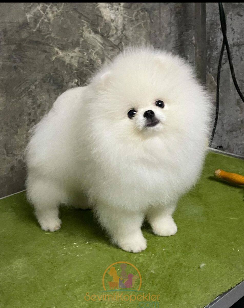 satılık Pomeranian ikinci fotoğrafı