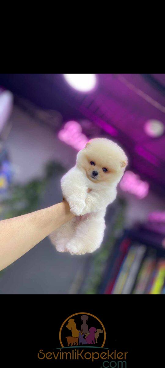 satılık Pomeranian ikinci fotoğrafı