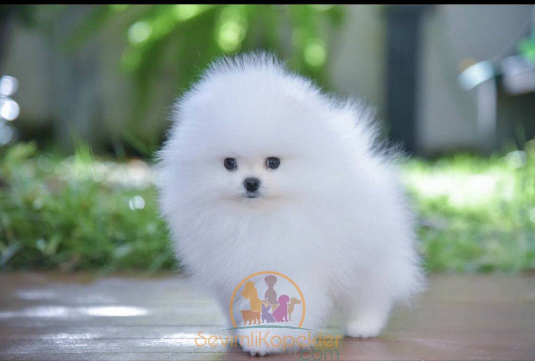 satılık Pomeranian fiyatı