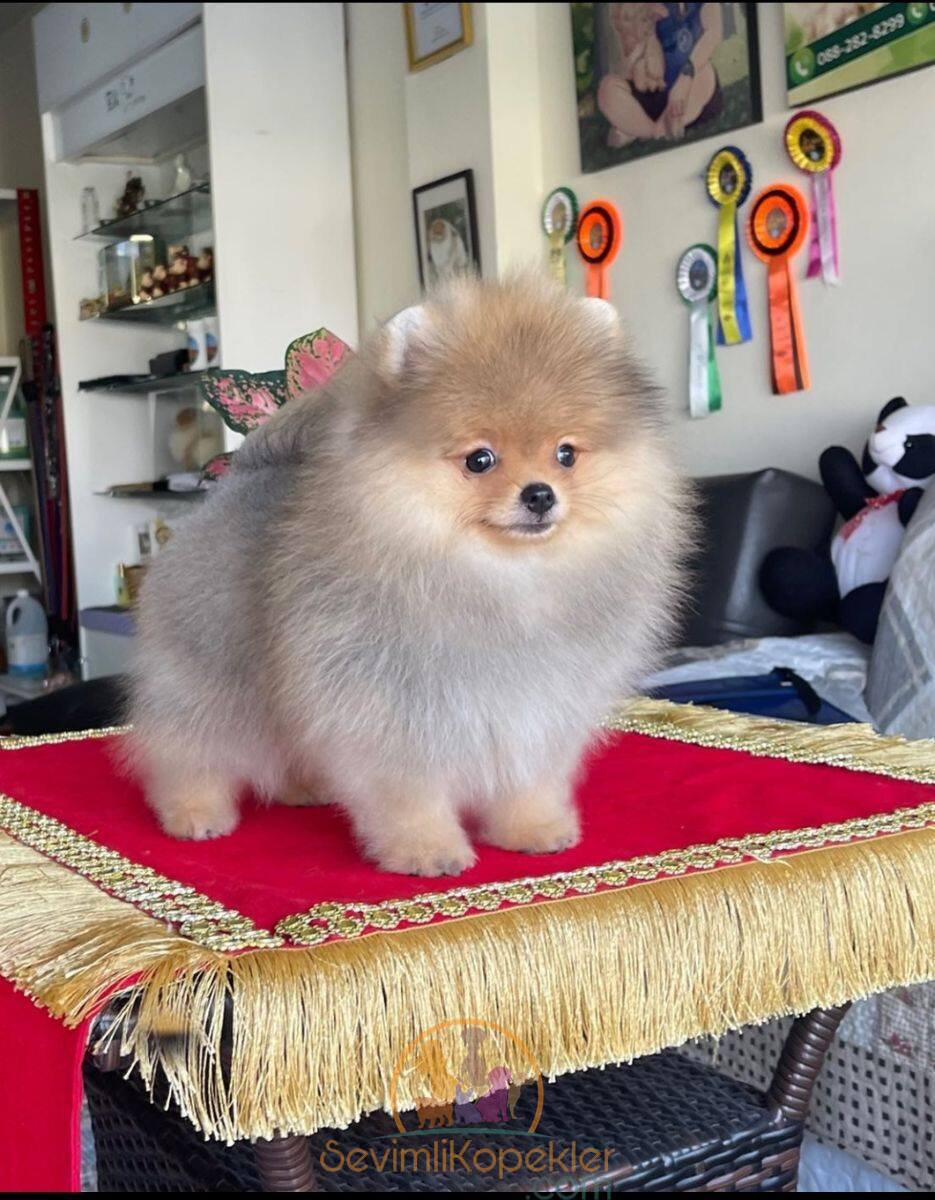 satılık Pomeranian üçüncü fotoğrafı