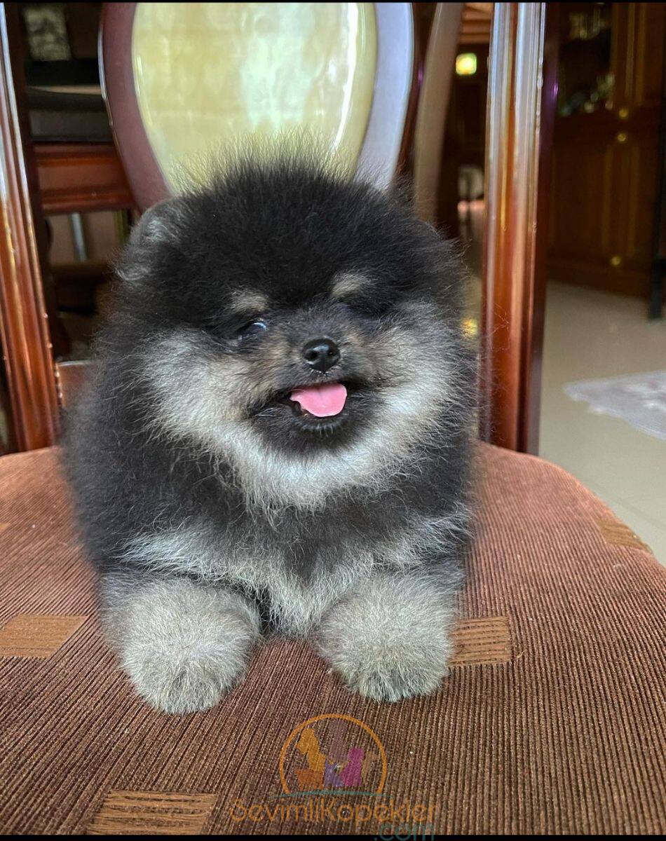 satılık Pomeranian üçüncü fotoğrafı