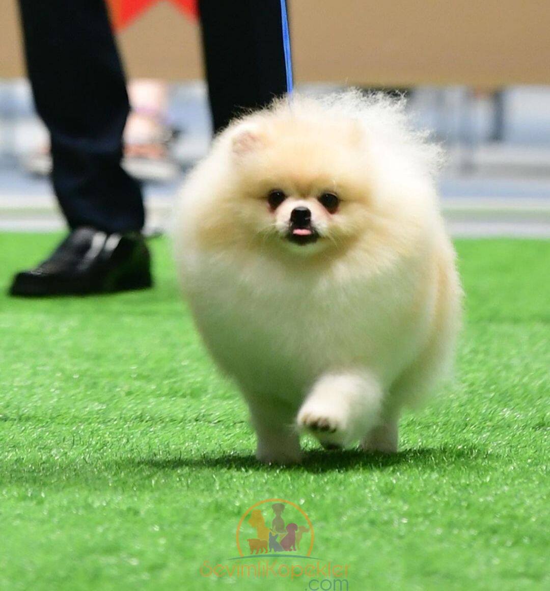 satılık Pomeranian ikinci fotoğrafı