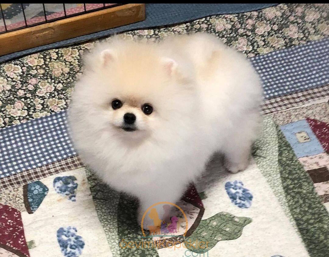 satılık Pomeranian fiyatı