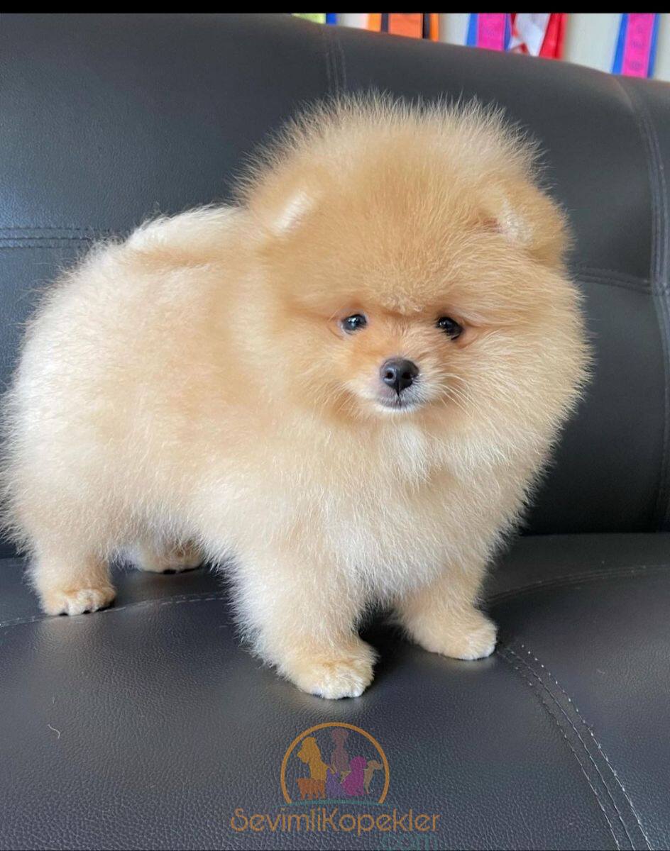 satılık Pomeranian ikinci fotoğrafı