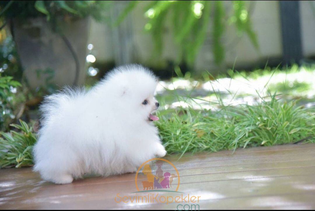 satılık Pomeranian ikinci fotoğrafı