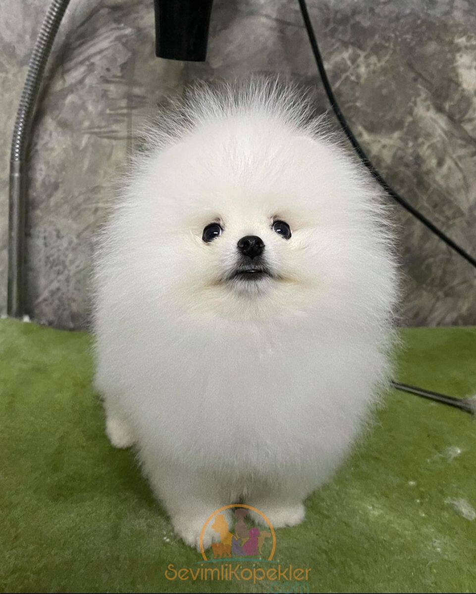 satılık Pomeranian fiyatı