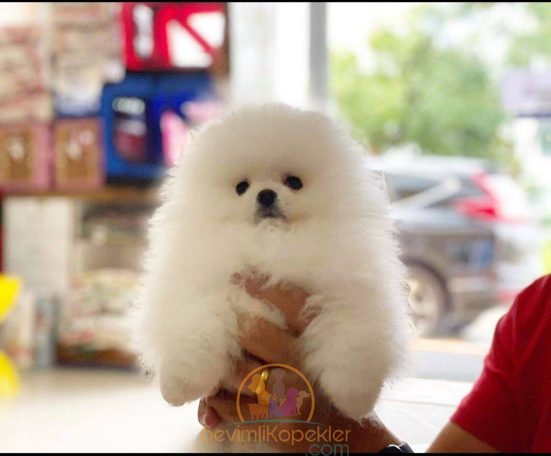 satılık Pomeranian ikinci fotoğrafı