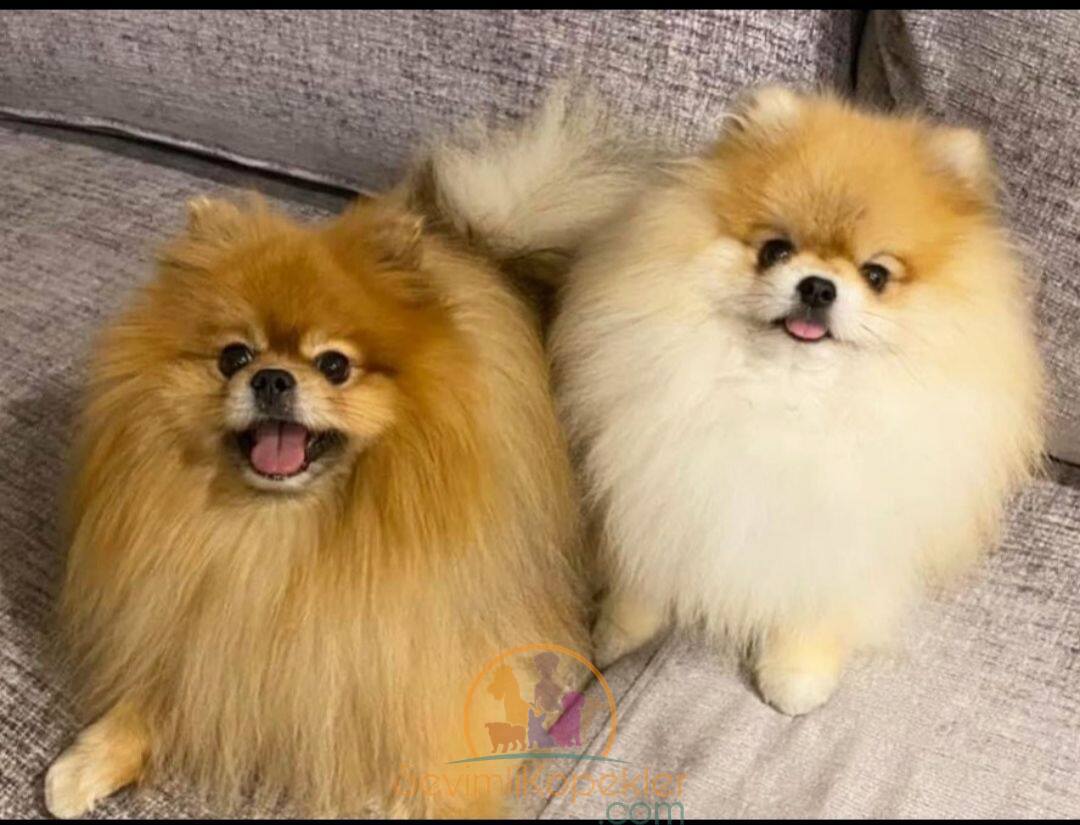 satılık Pomeranian ikinci fotoğrafı