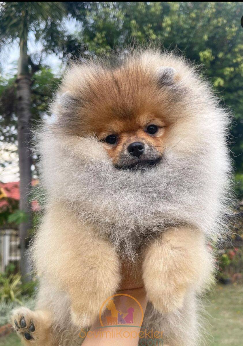 satılık Pomeranian ikinci fotoğrafı