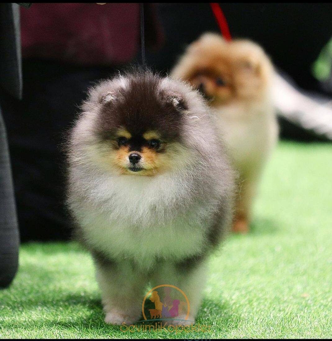 satılık Pomeranian ikinci fotoğrafı