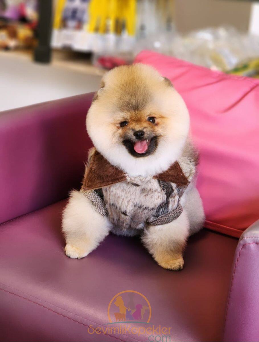 satılık Pomeranian fiyatı