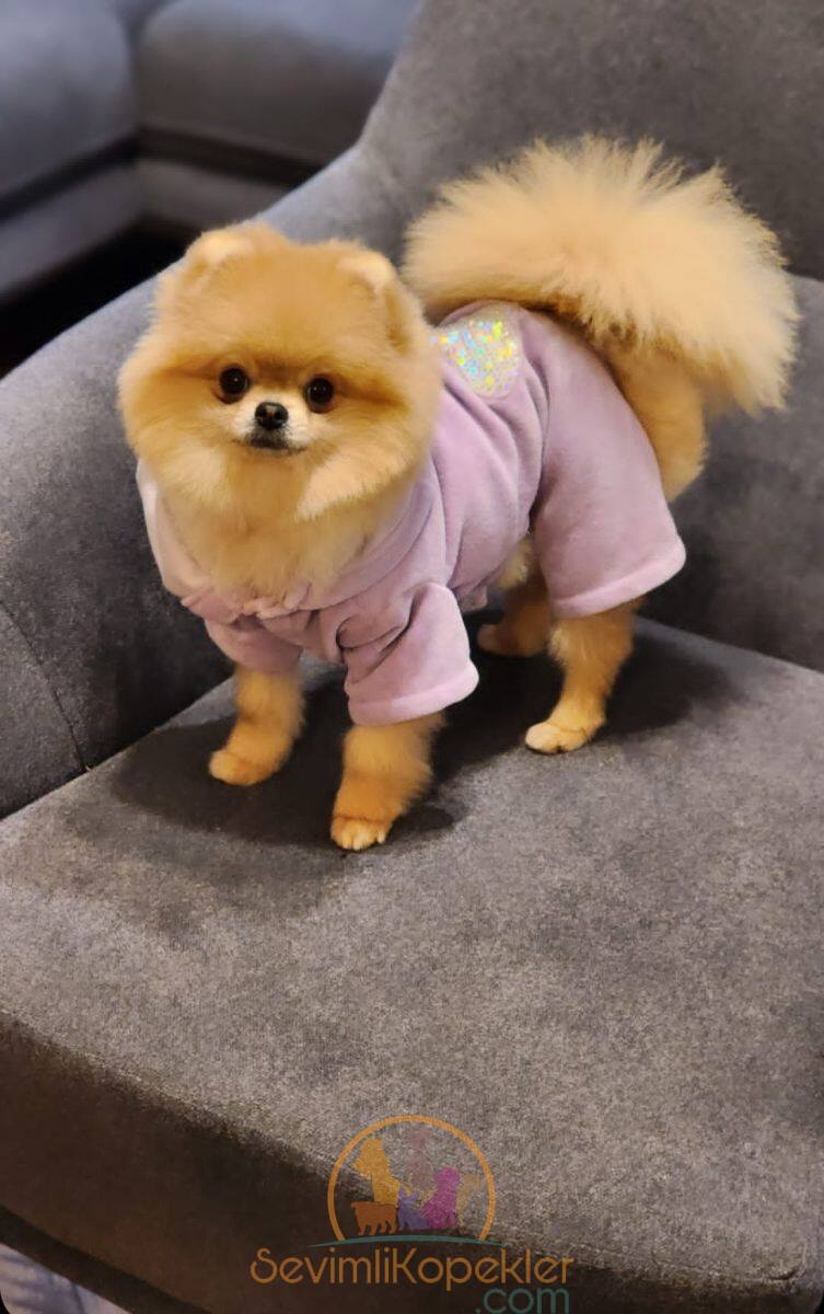 satılık Pomeranian fiyatı