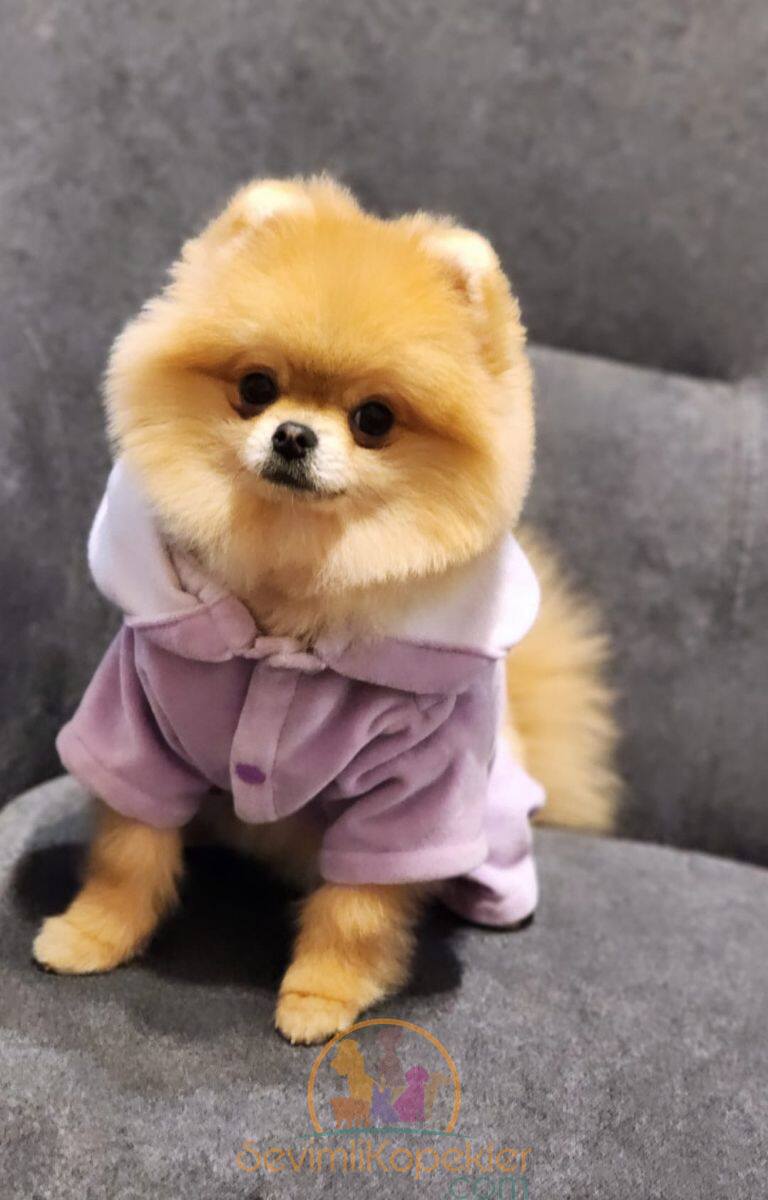 satılık Pomeranian ikinci fotoğrafı