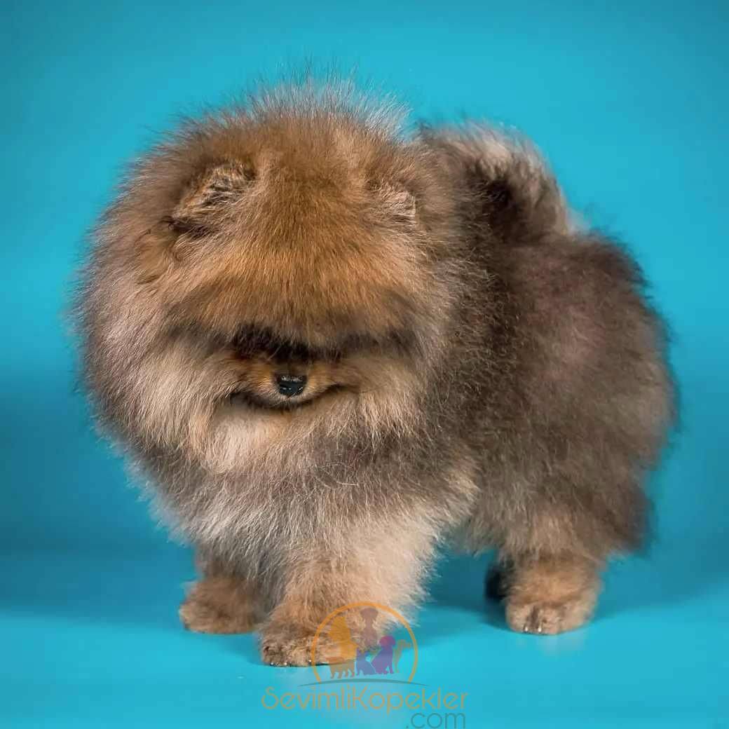 satılık Pomeranian fiyatı