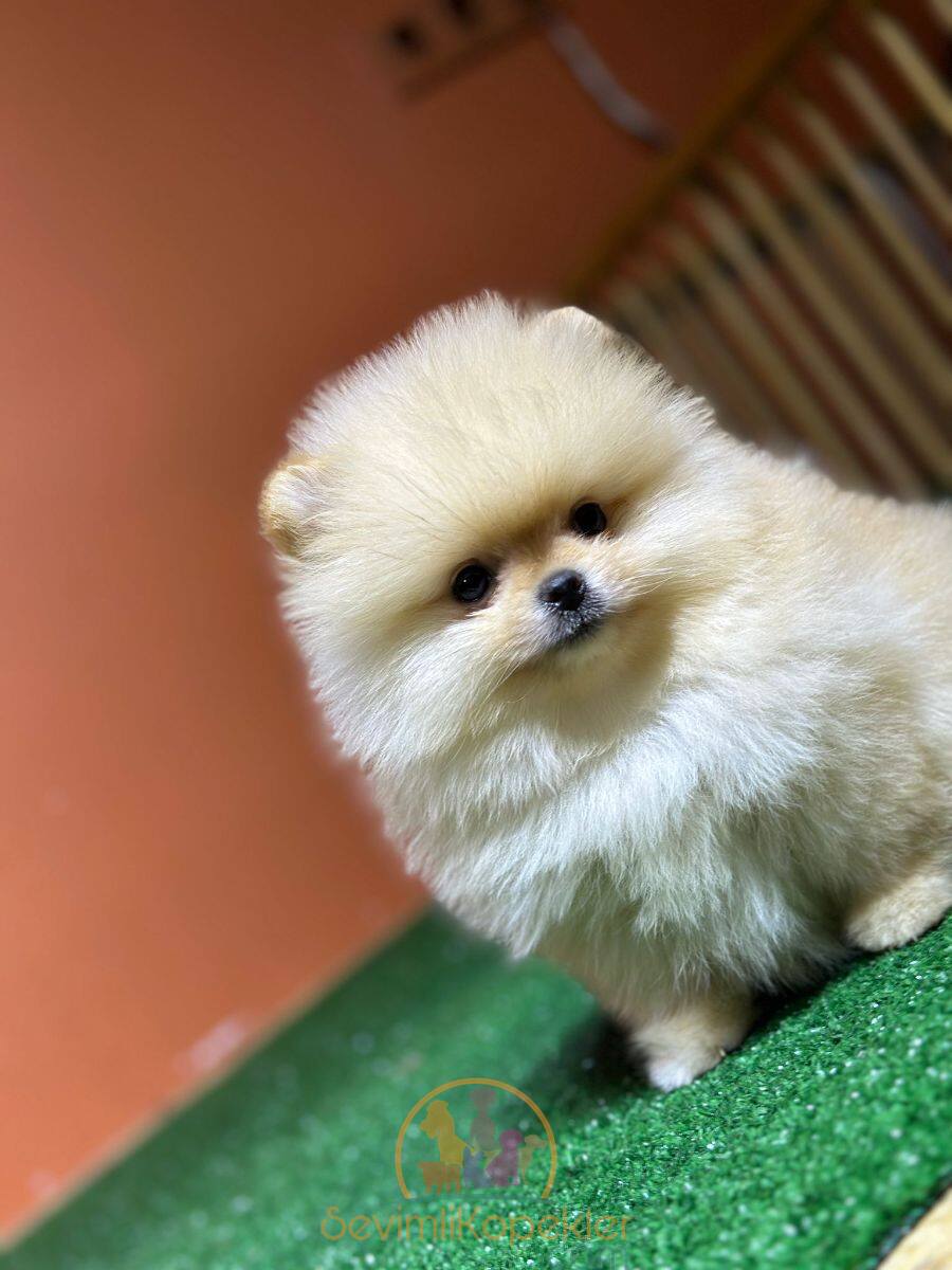 satılık Pomeranian ikinci fotoğrafı